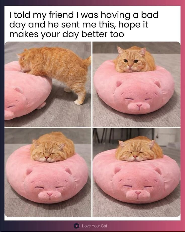 Posts Of Kittens🐾 tweet media