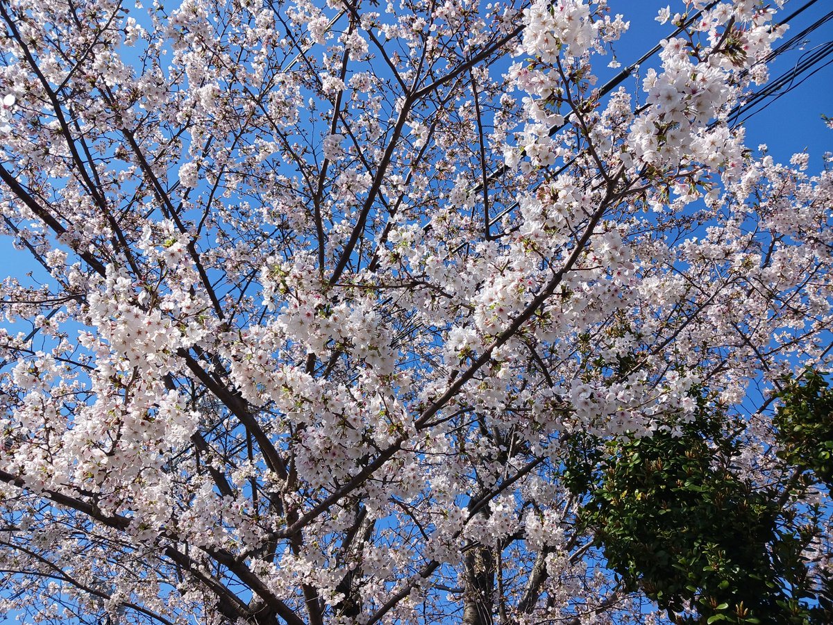 ゆうMP5の人 tweet media