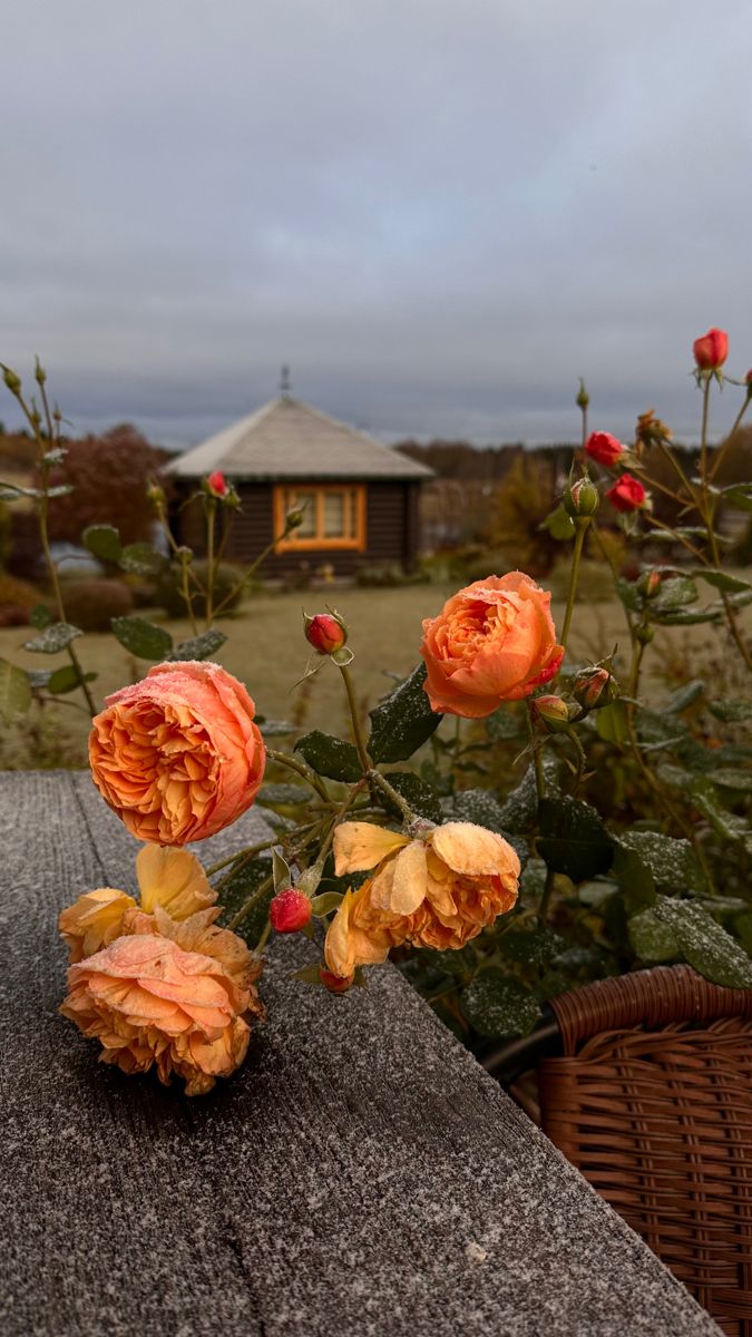 only aesthetic tweet media