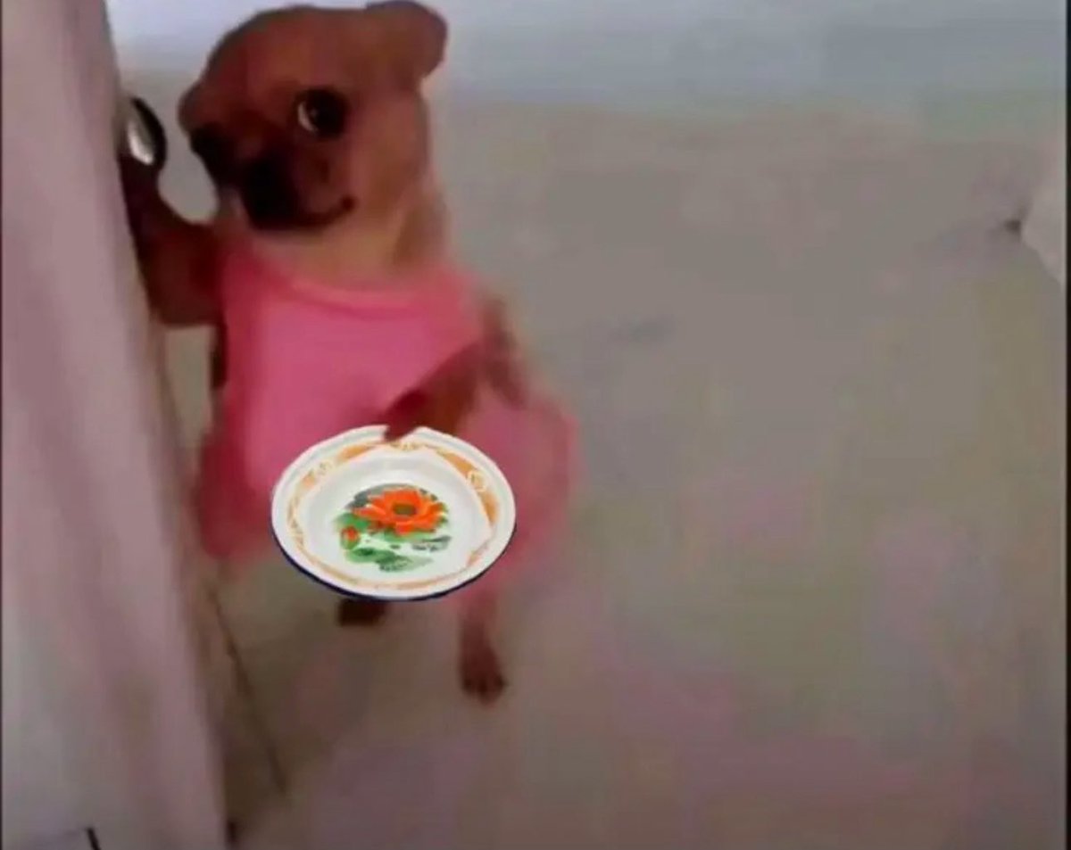 veryimpolitecat's tweet photo. @cuddlyprincessb let me eat that please 🤤 https://t.co/kyj9Gh4PAZ