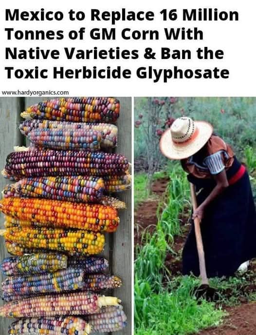americannative_'s tweet image. Fantastic . Wish we,'d do this immediately in the US.. Mexico honoring their true Heritage Roots and taking Steps that Honor Mother Earth and Food people eat. Hurrah!!!!🌽🌽🌽💗