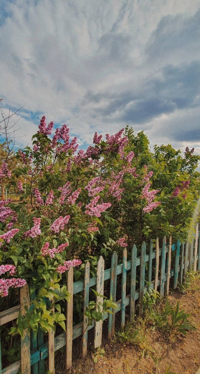 only aesthetic tweet media