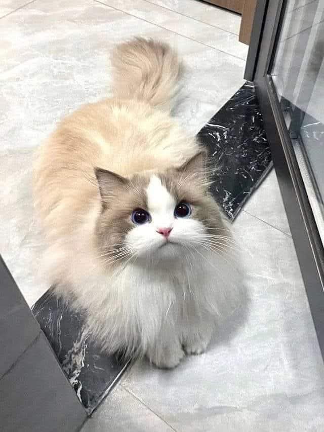 Sara Mary ⭐❤️ tweet media