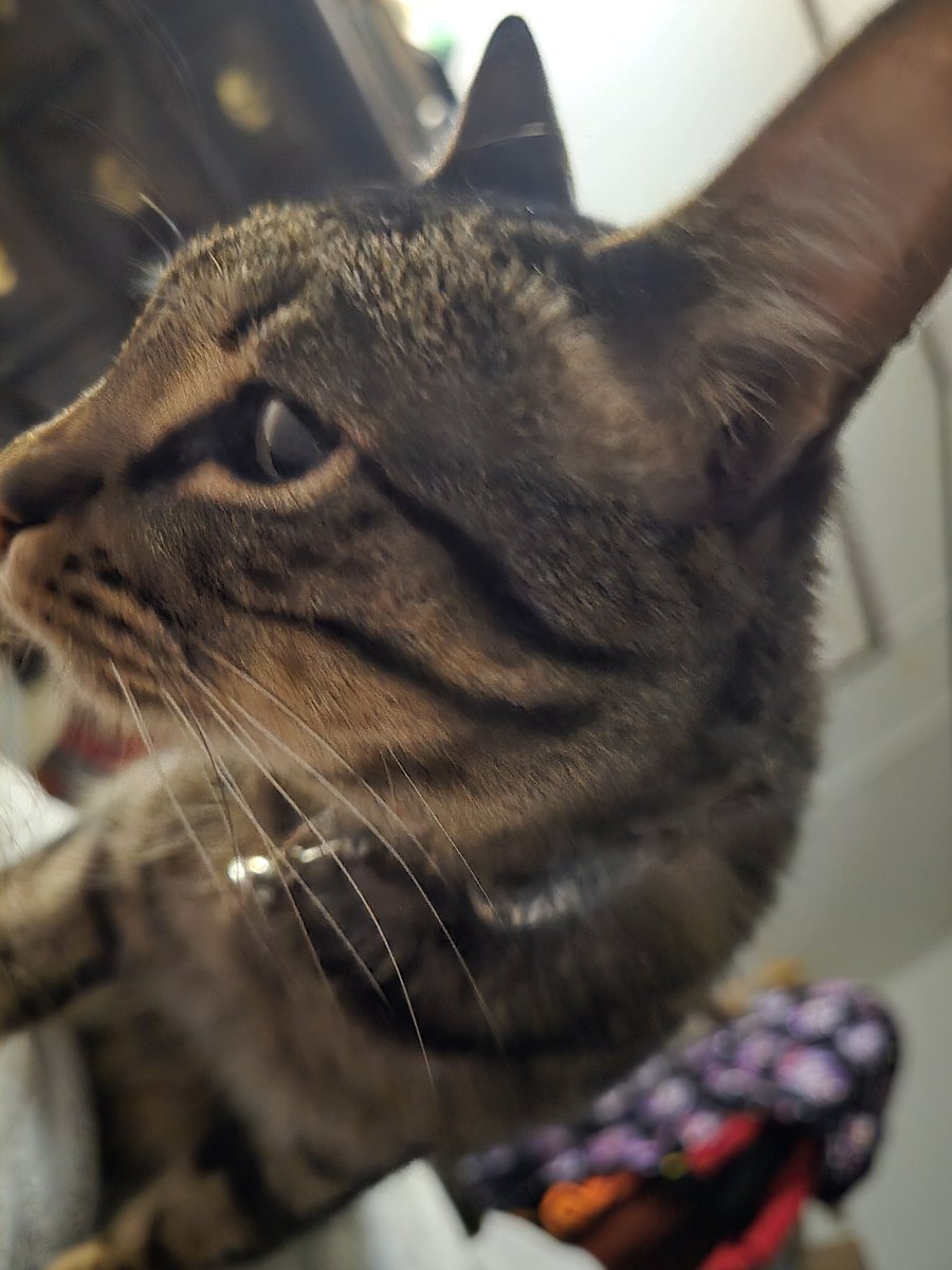 Captain Lauren of the Cats and Bats Pirates tweet media