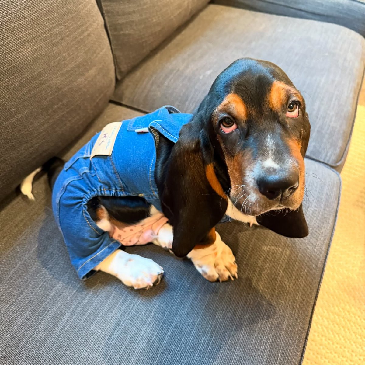 WeRateDogs tweet media