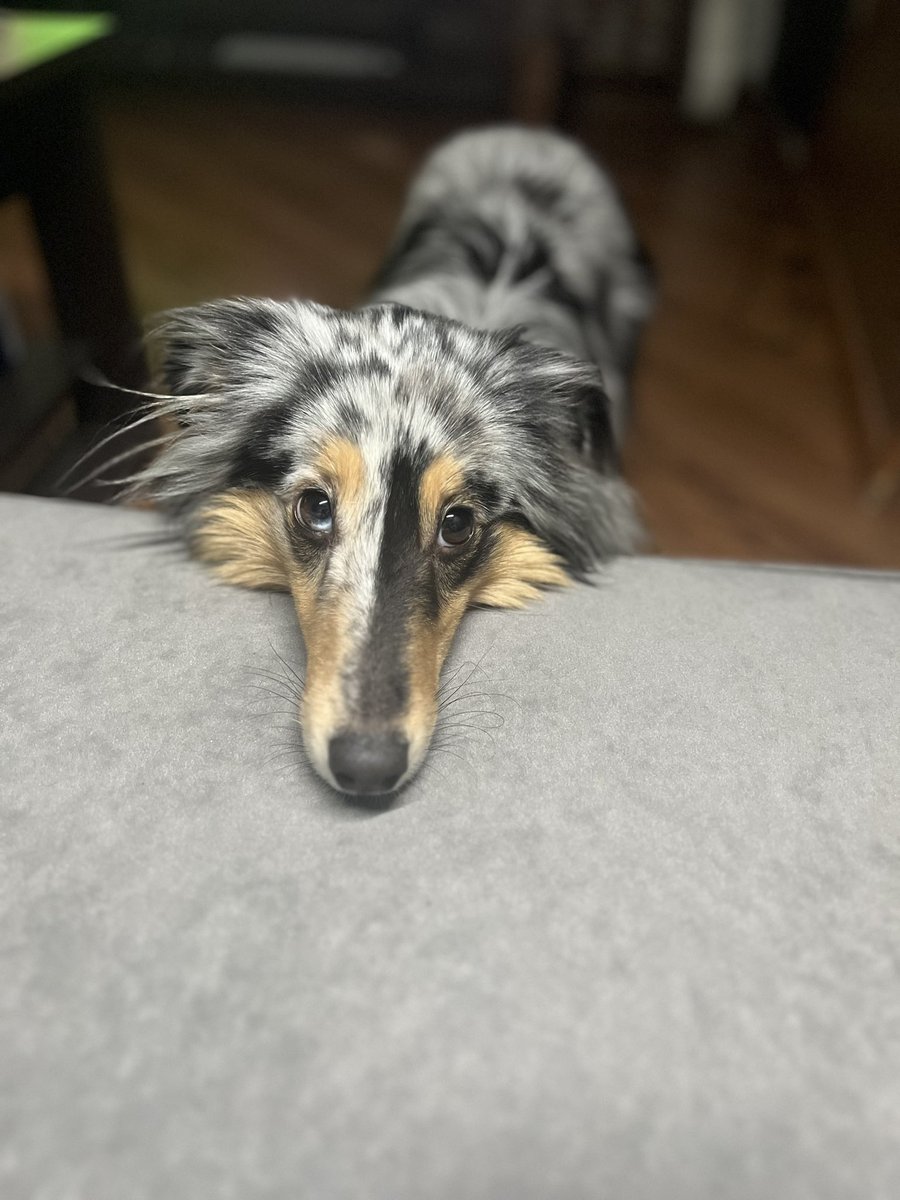 Каталина из преисподни tweet media