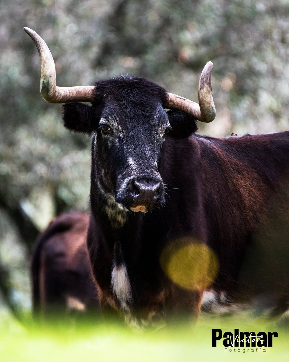 Fotografía Víctor Palmar tweet media