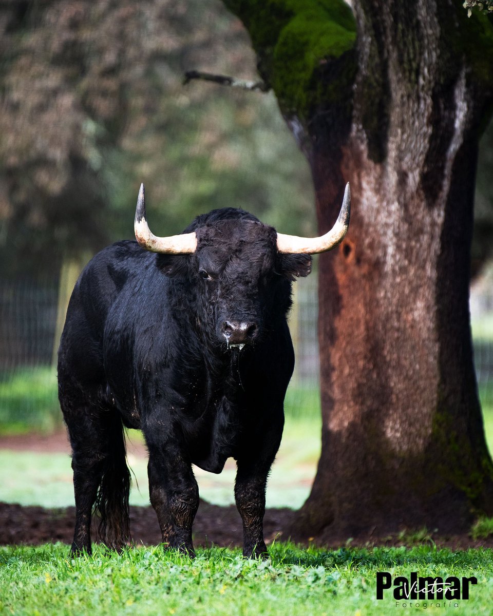 Fotografía Víctor Palmar tweet media