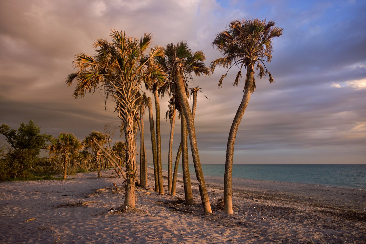 DeepGreens2's tweet image. Just the other night...🌺
#Photography #BeachLife #Canon #Florida