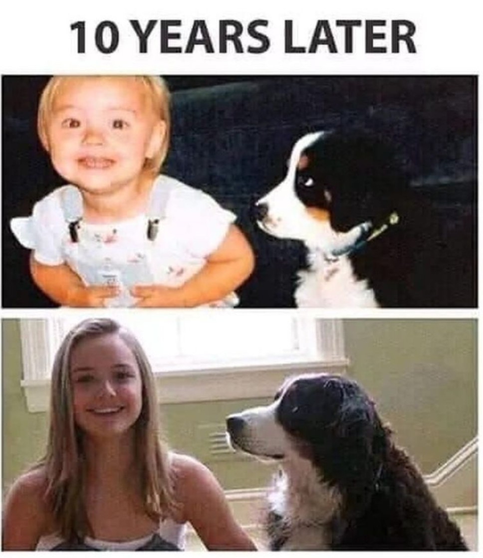 The Dalbo Dog tweet media