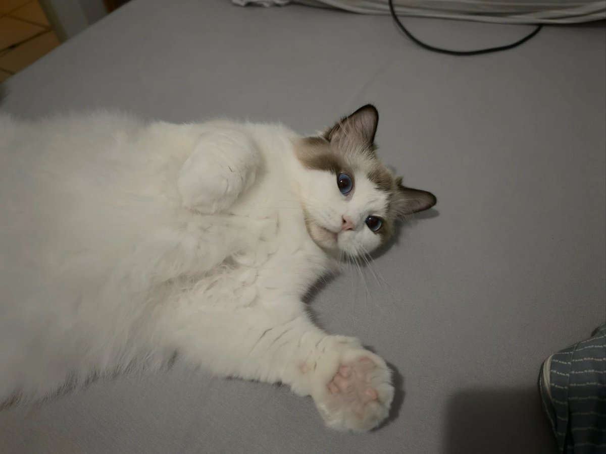 Pirat_Nation 🔴 tweet media