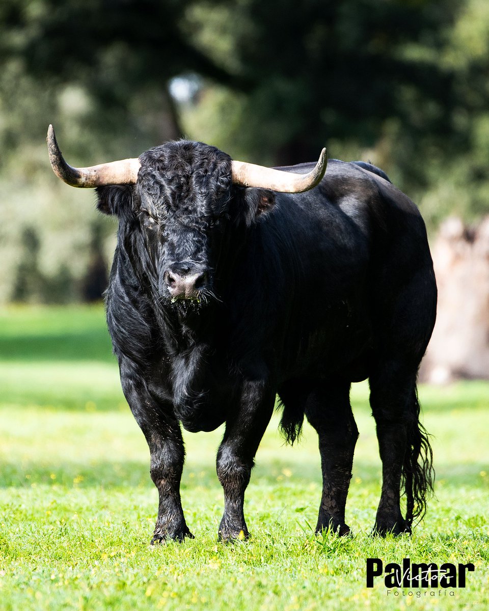 Fotografía Víctor Palmar tweet media