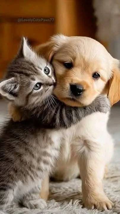 Jimmy Simmonds tweet media