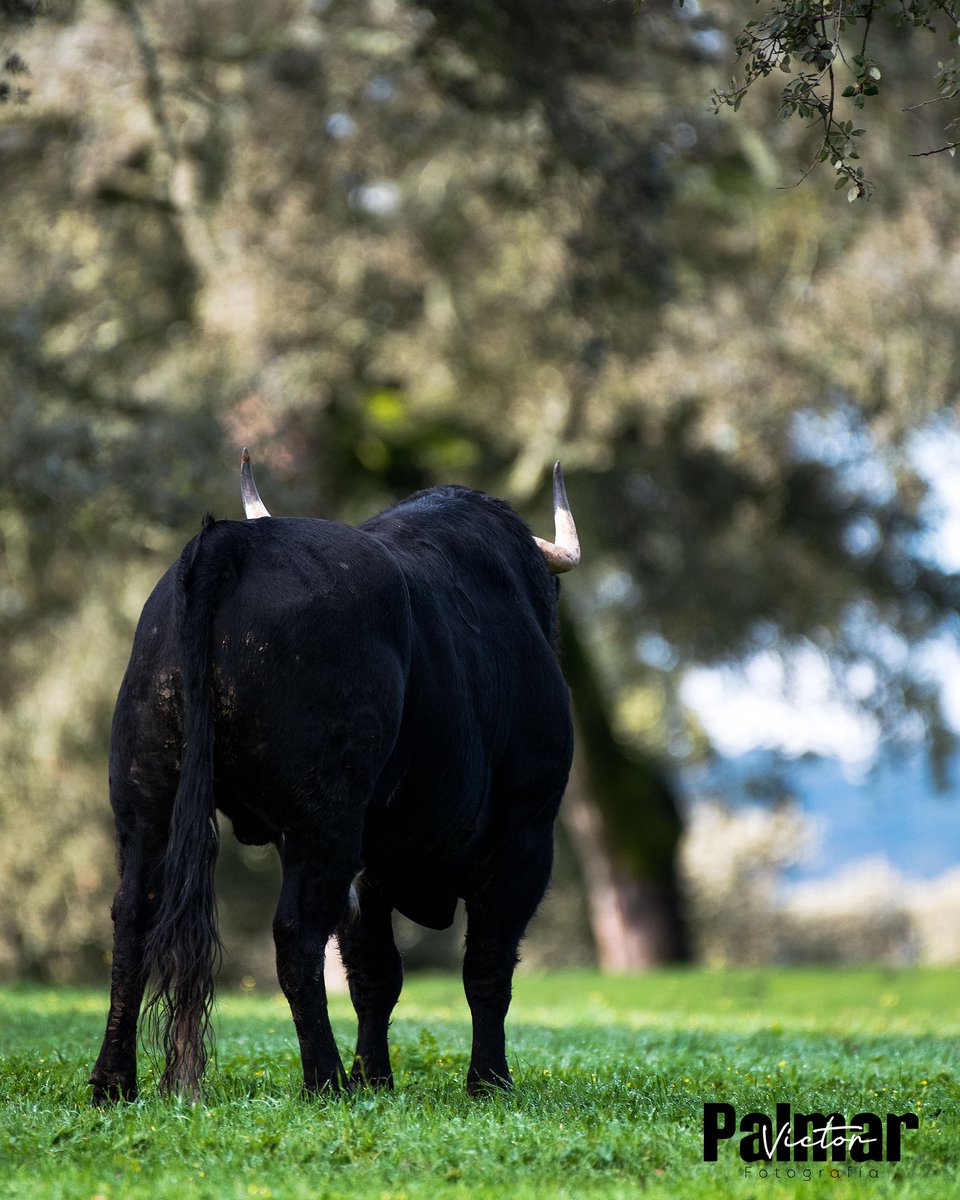 Fotografía Víctor Palmar tweet media