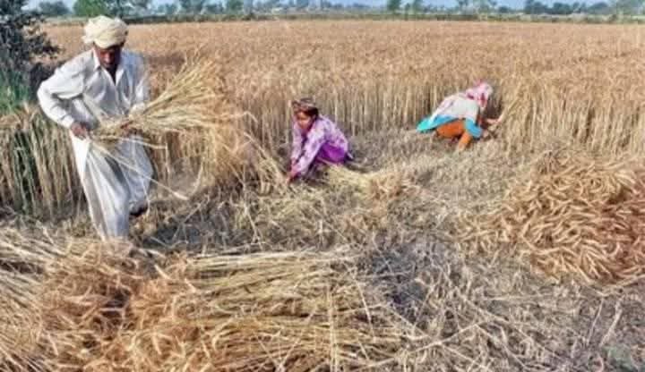 کھڑی فصلوں پہ بارش سے نہ ہم کو آزما رازق
بندھے ہاتھوں کی مِنّت  سُن مِرے مشکل کشا رازق

سنہرے ریشمی سِٹّوں میں دانے سر بسجدہ ہیں
مِری مٹّی کو اشک و خون کے نم سے بچا رازق.
آمین
#قومی_زبان