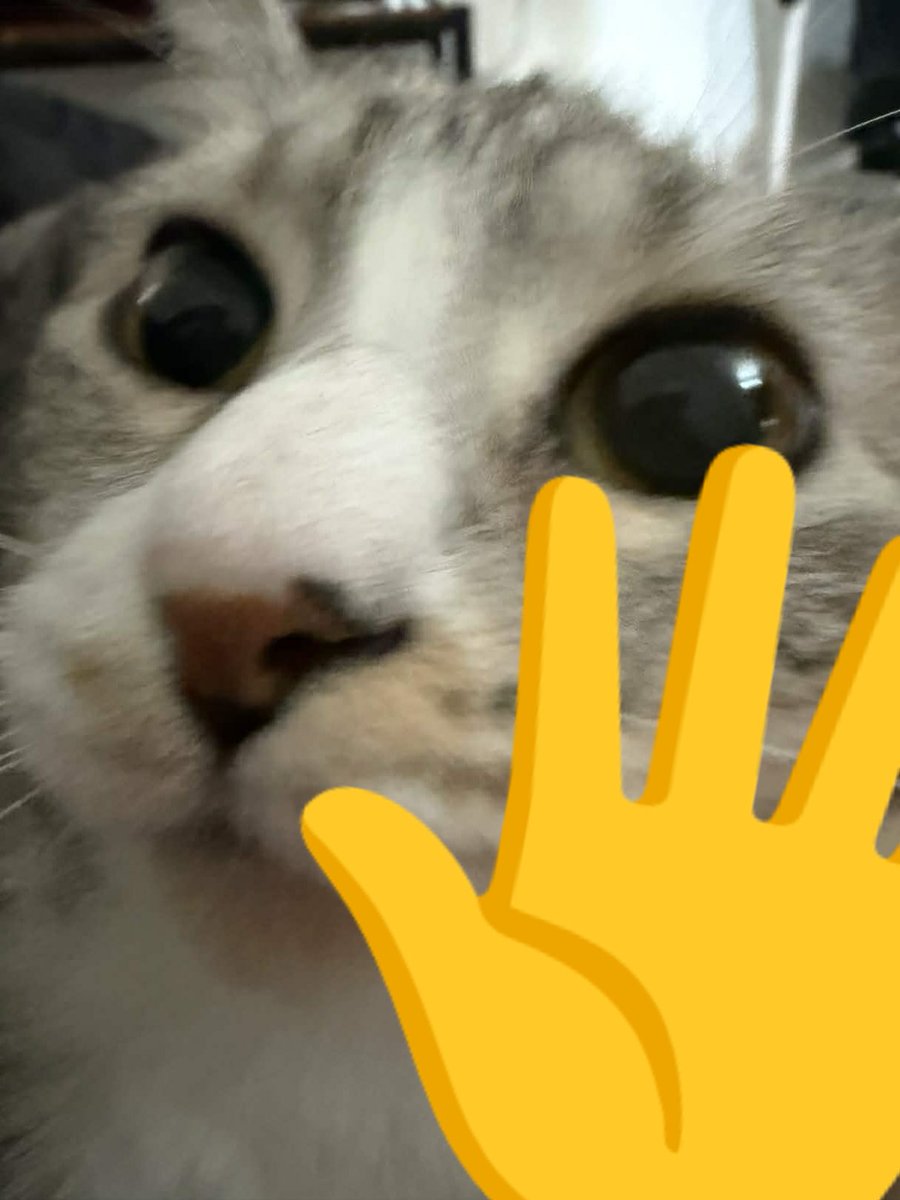 Mai Noboshi 🔮☠️ tweet media