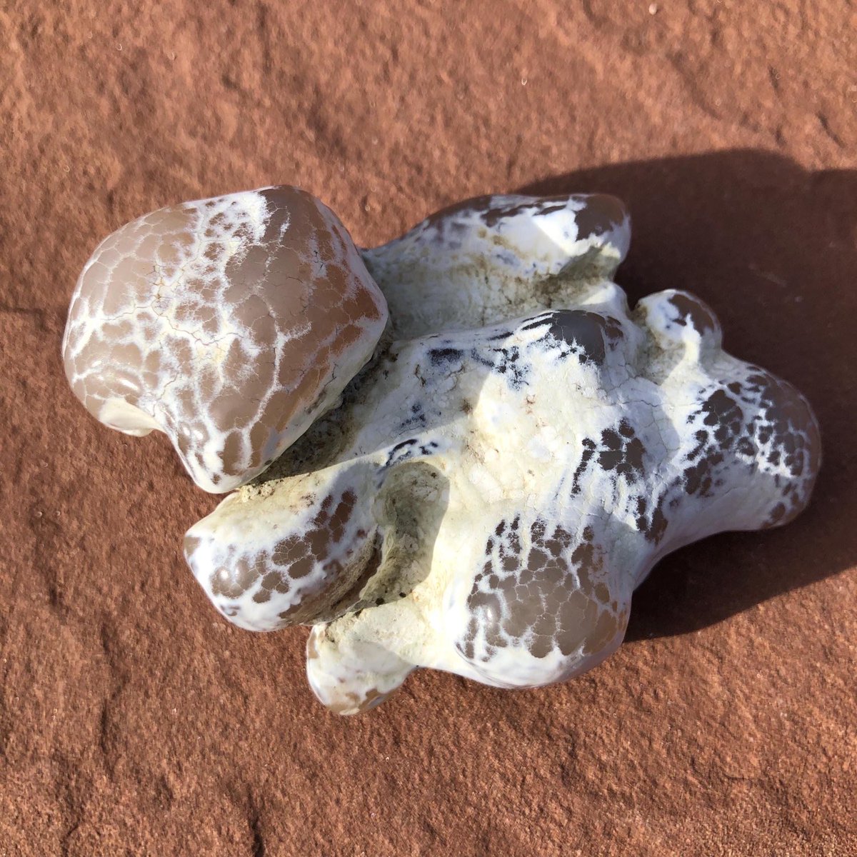 Geology + Astrology tweet media