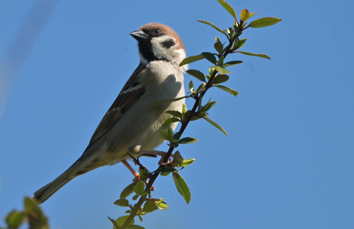 stuart j mundy tweet media