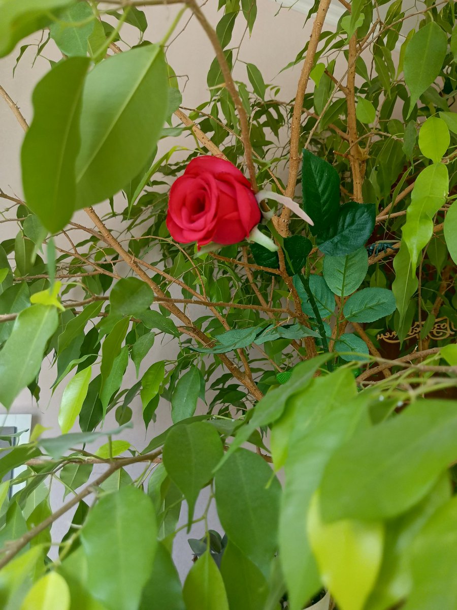 baltiKa__69's tweet image. Grandma's apartment vibe 🫖🥧
P. S. : Still a lazy ass who doesn't draw. Not sorry ᕦ(͡°͜ʖ͡°)ᕤ
#vlogueandoconelaine #Vlogs