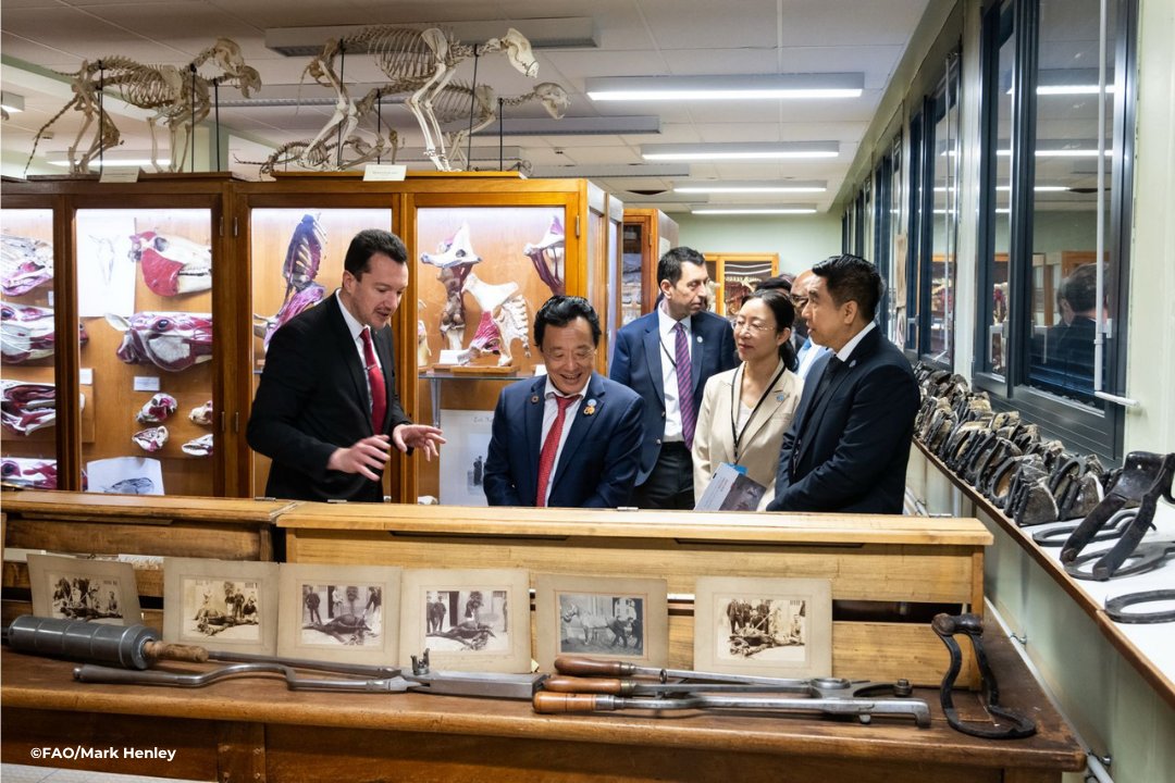 FAODG's tweet image. Glad to visit Lyon’s veterinary school, and reaffirm @FAO's partnership with France on #OneHealth. Integrated approaches across sectors are essential to address antimicrobial resistance and zoonotic diseases, and to protect agrifood systems, health and the environment. #4Betters