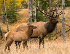 Skald Of Pints tweet media