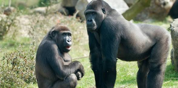 Skald Of Pints tweet media