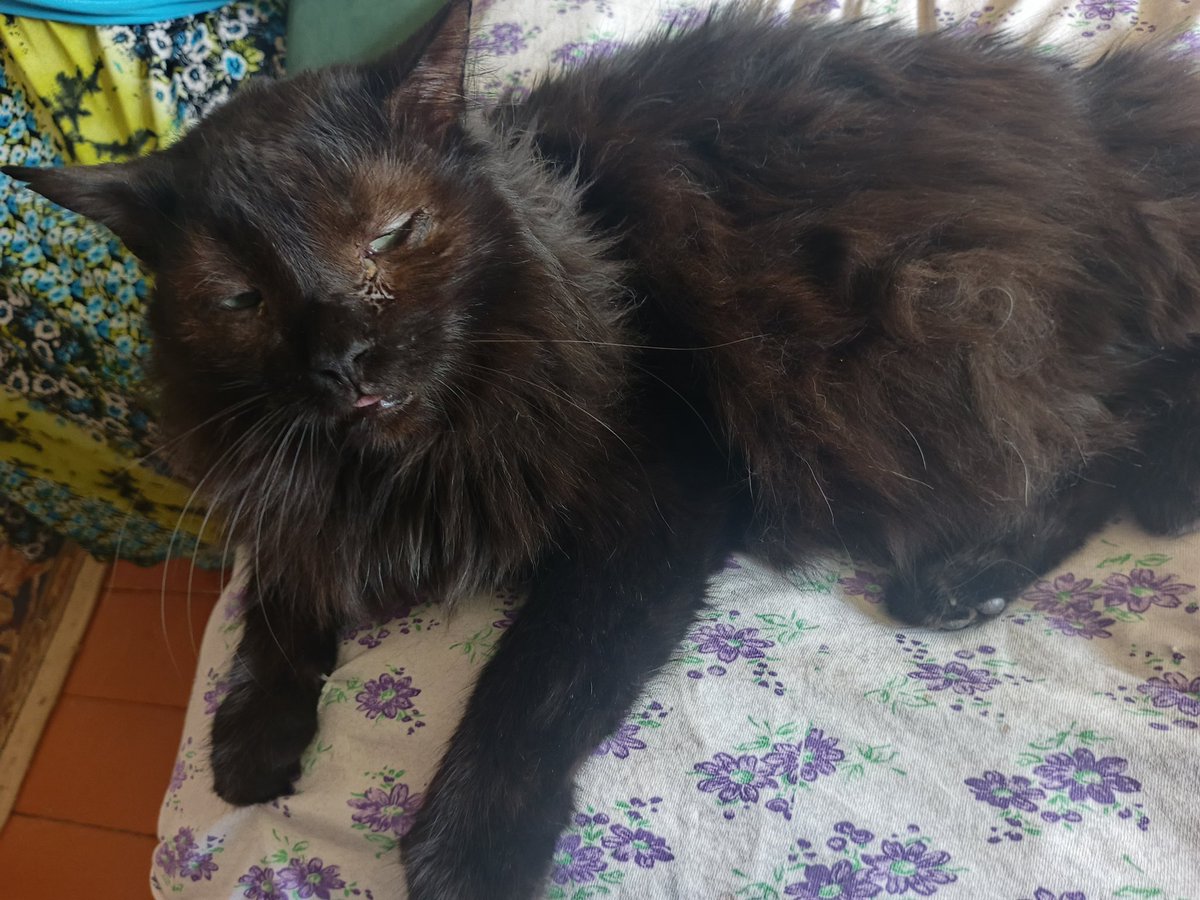 baltiKa__69's tweet image. Grandma's apartment vibe 🫖🥧
P. S. : Still a lazy ass who doesn't draw. Not sorry ᕦ(͡°͜ʖ͡°)ᕤ
#vlogueandoconelaine #Vlogs