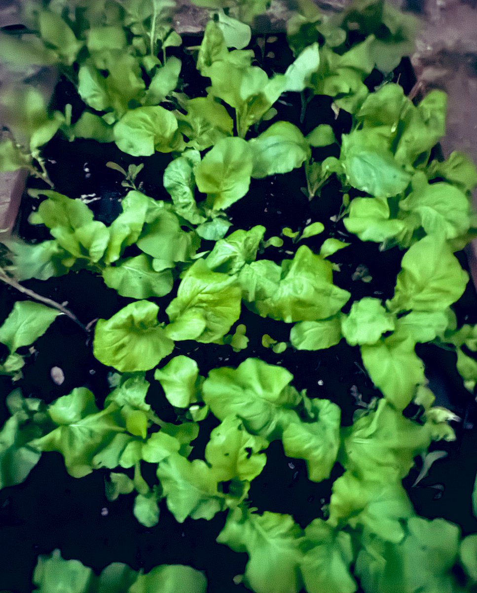 साधना(Sadhana) tweet media