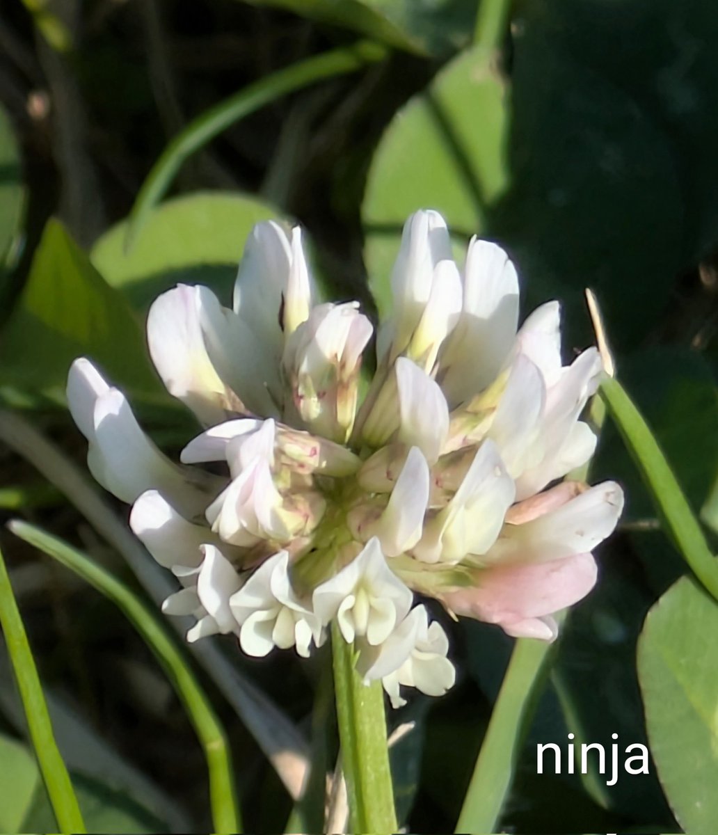 ニンジャ tweet media