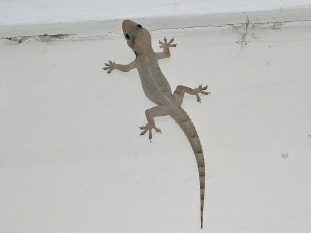 Queen Leashie 🏵️. tweet media