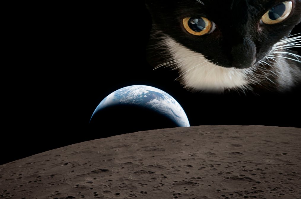 Crypto Monarch tweet media