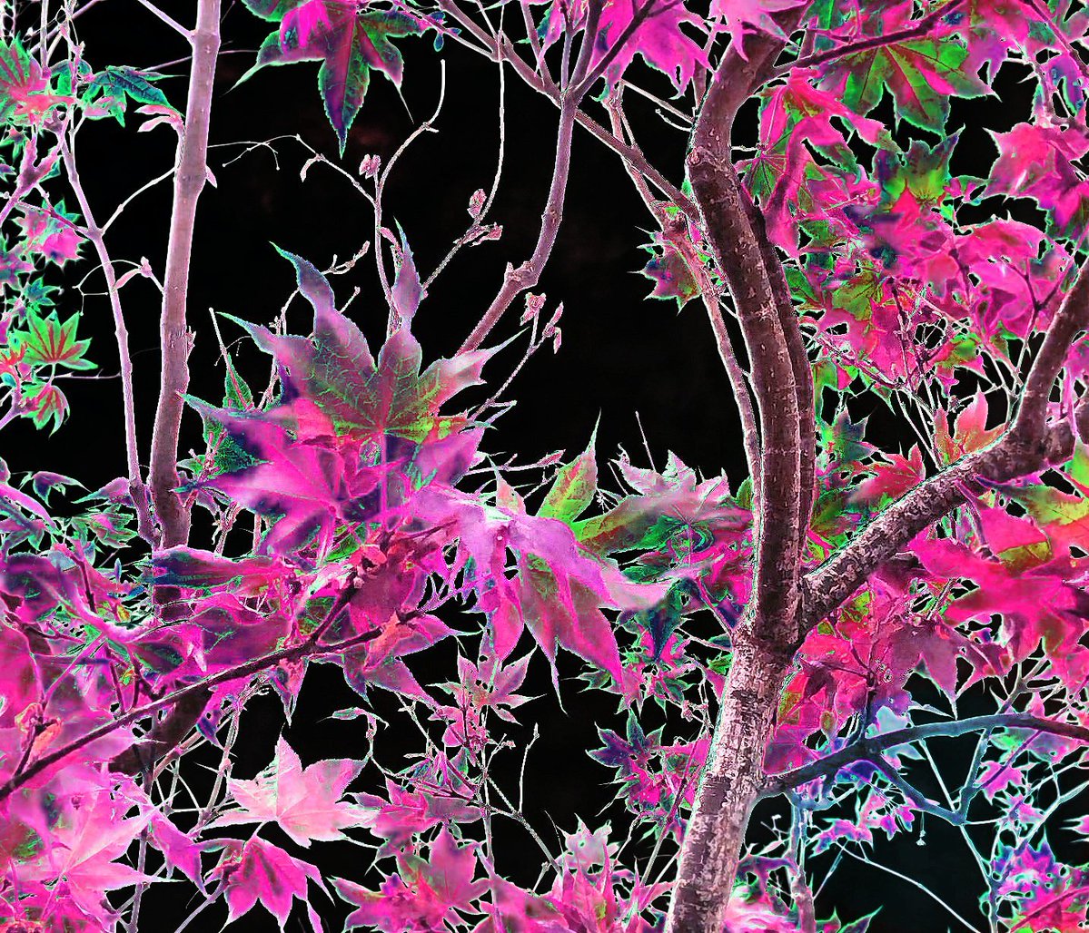 Jeffrey Scott Holland tweet media