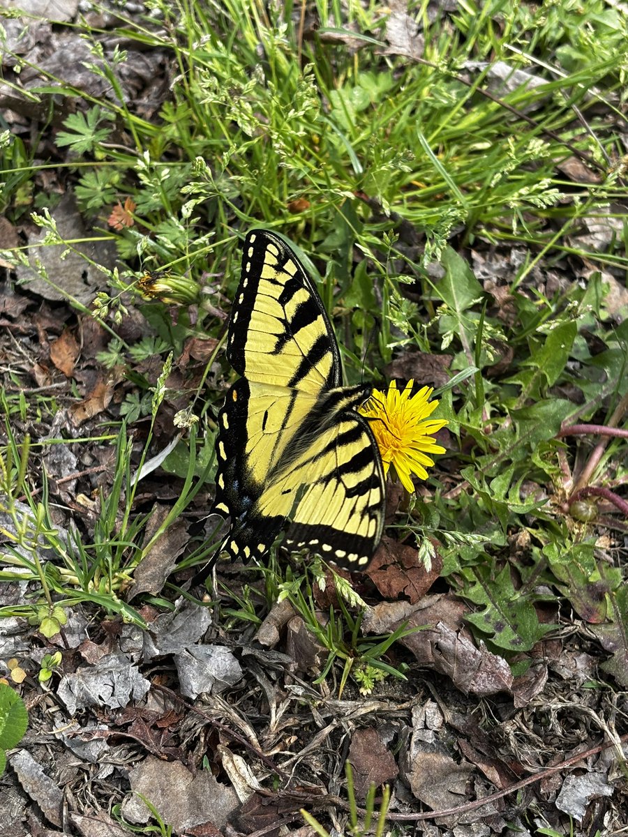 RatherWeak's tweet photo. got a really good pic of a butterfly https://t.co/va4ey9OaLG
