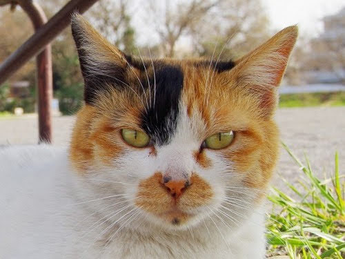 ちっちゃいちゃん tweet media