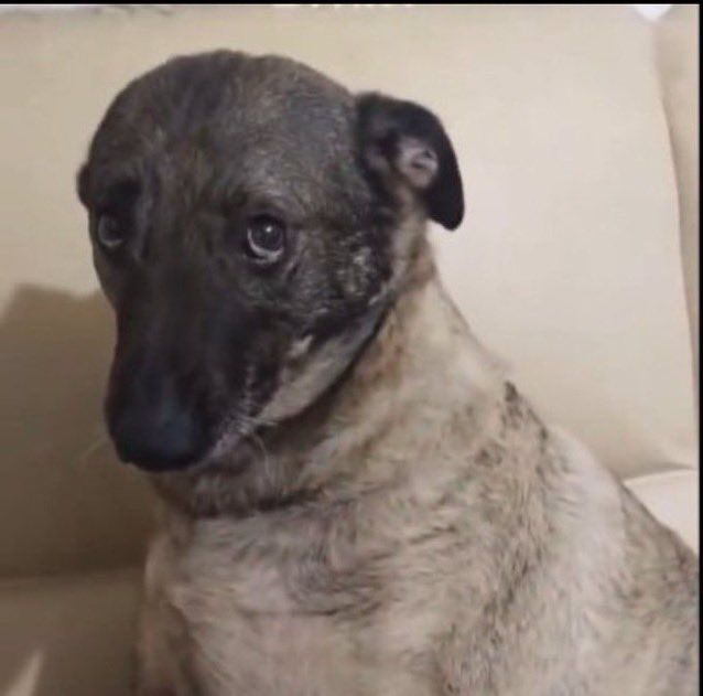 yehetohorat tweet media