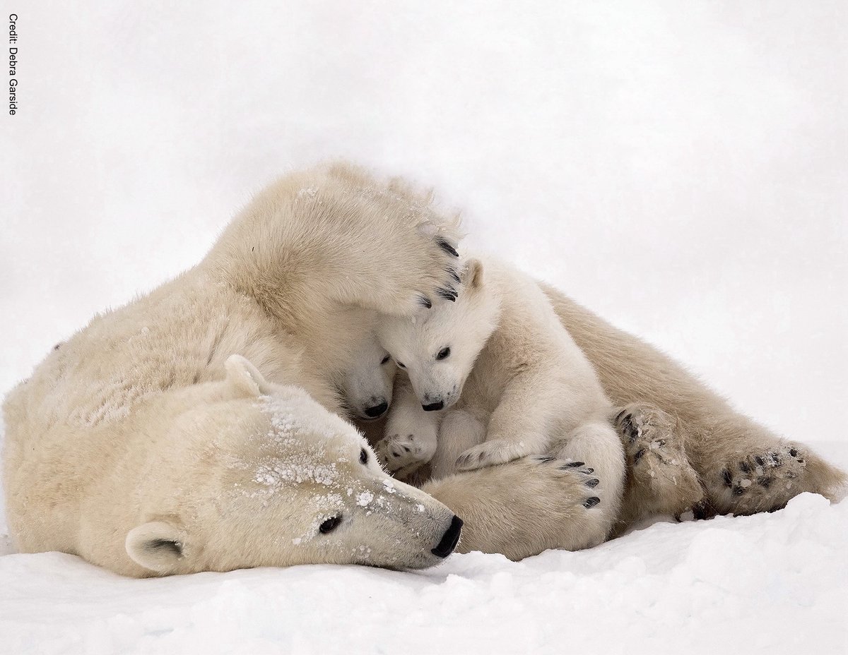 Dr Tom Montgomery tweet media