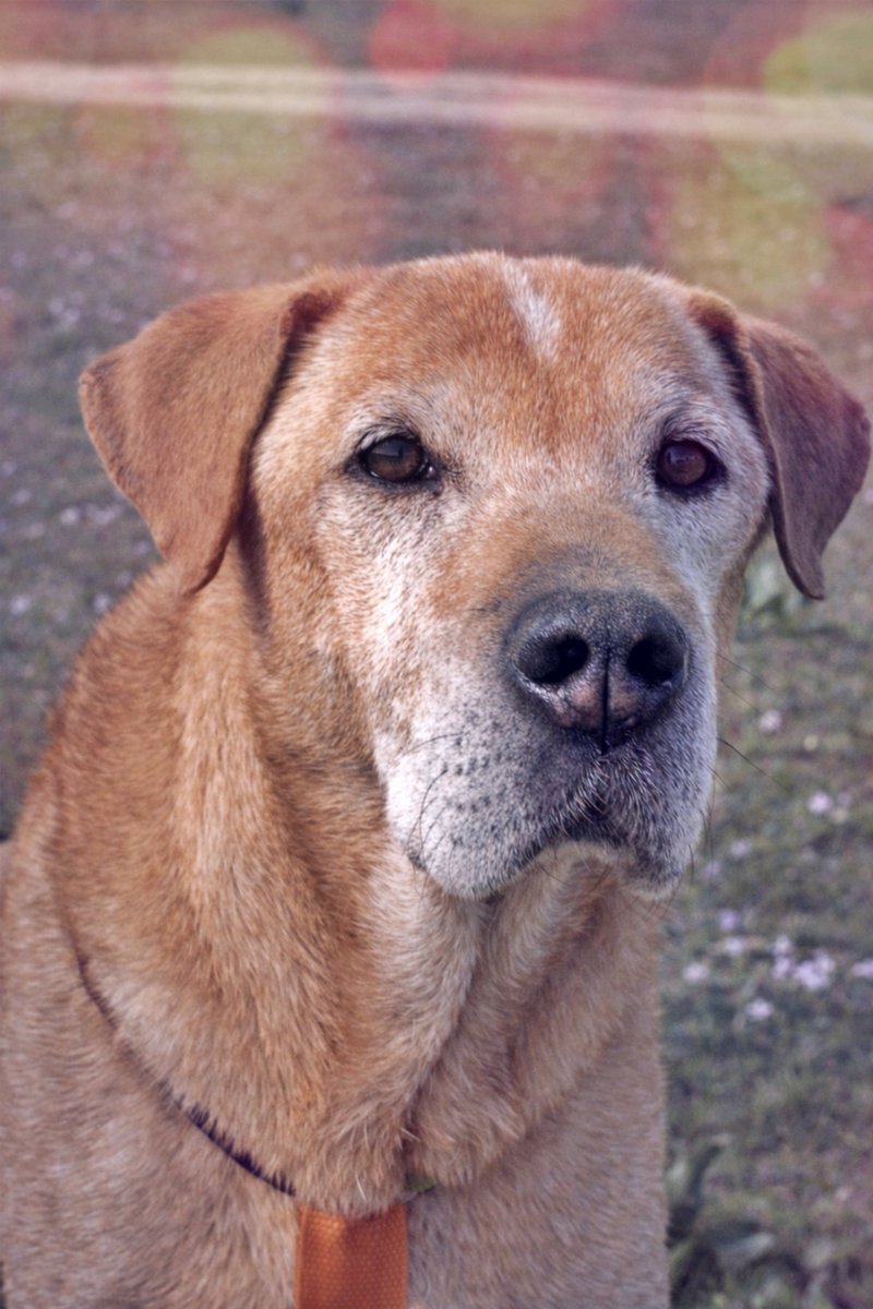 #Sevilla
Dicen que el ser humano es el animal más inteligente, pero a este abuelo le han fallado varias veces quienes juraron protegerle... 😒
La vida, la irresponsabilidad ajena y la mala suerte se han cebado con él. 

A pesar de tantos desplantes, #SONIC es un "perro