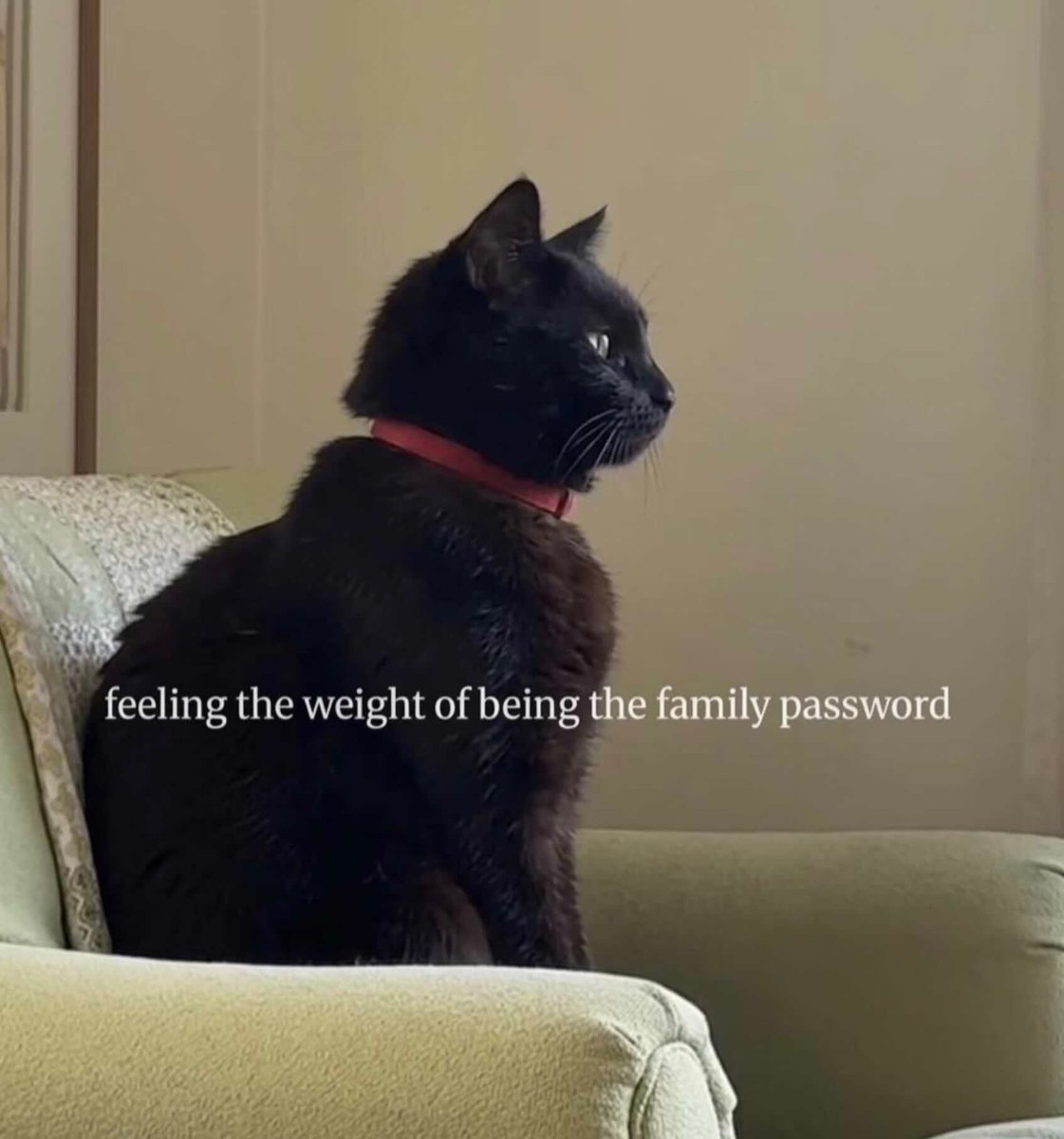 catsnkittys's tweet photo. 😂 😂 😂 https://t.co/cro0nGP3Ut