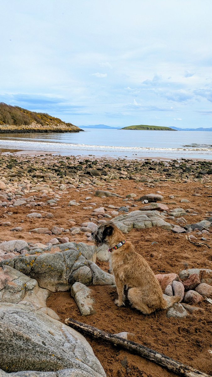 Millie The Border Terrier tweet media