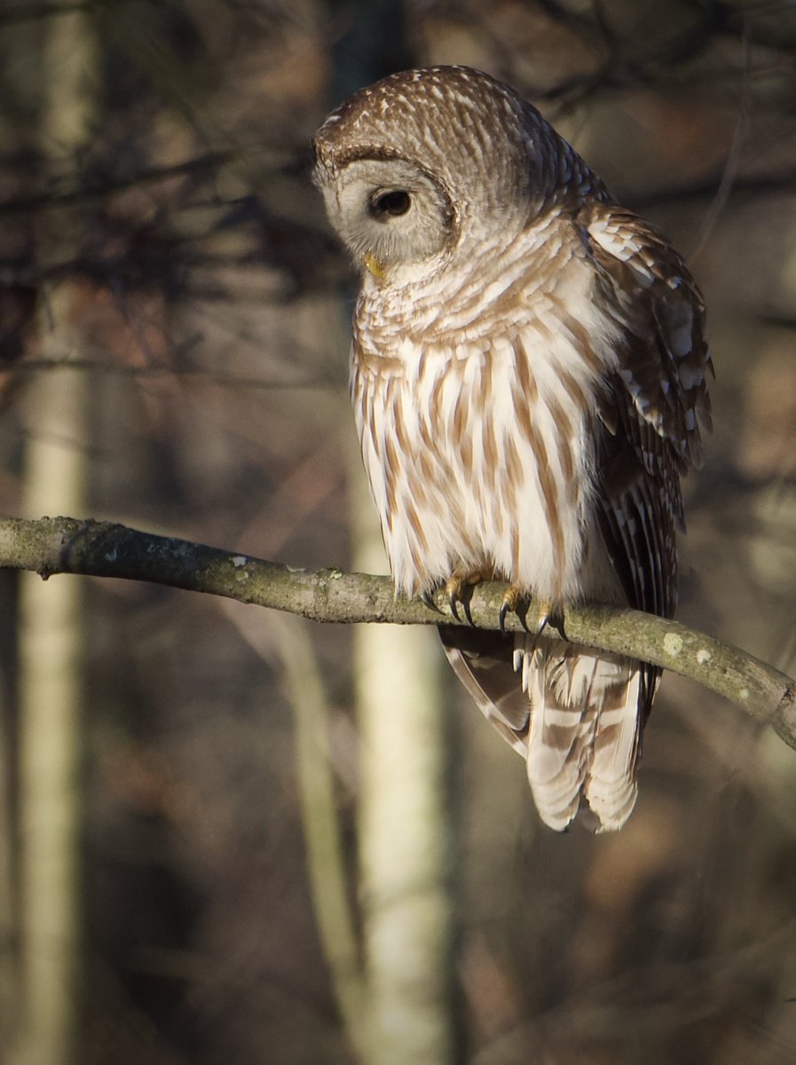 RoppityPhotos's tweet image. Harry was in the perfect hunting spot this morning.  #Harry #BarredOwl #Owls #Wildlife #WildlifePhotography #Birds
