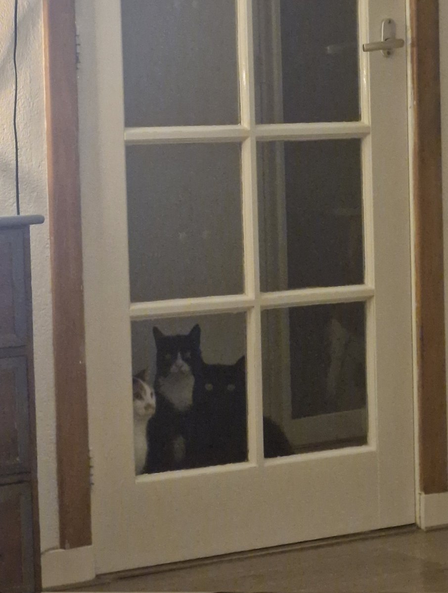 🅣🅐🅢🅢🅘🅔🥳𝒂𝒌𝒂 𝒌𝒂𝒕𝒕𝒆𝒏𝒗𝒓𝒐𝒖𝒘𝒕𝒋𝒆 tweet media