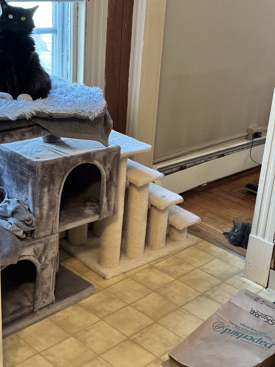 Elizabeth Bramon tweet media