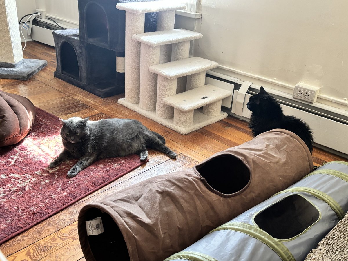 Elizabeth Bramon tweet media