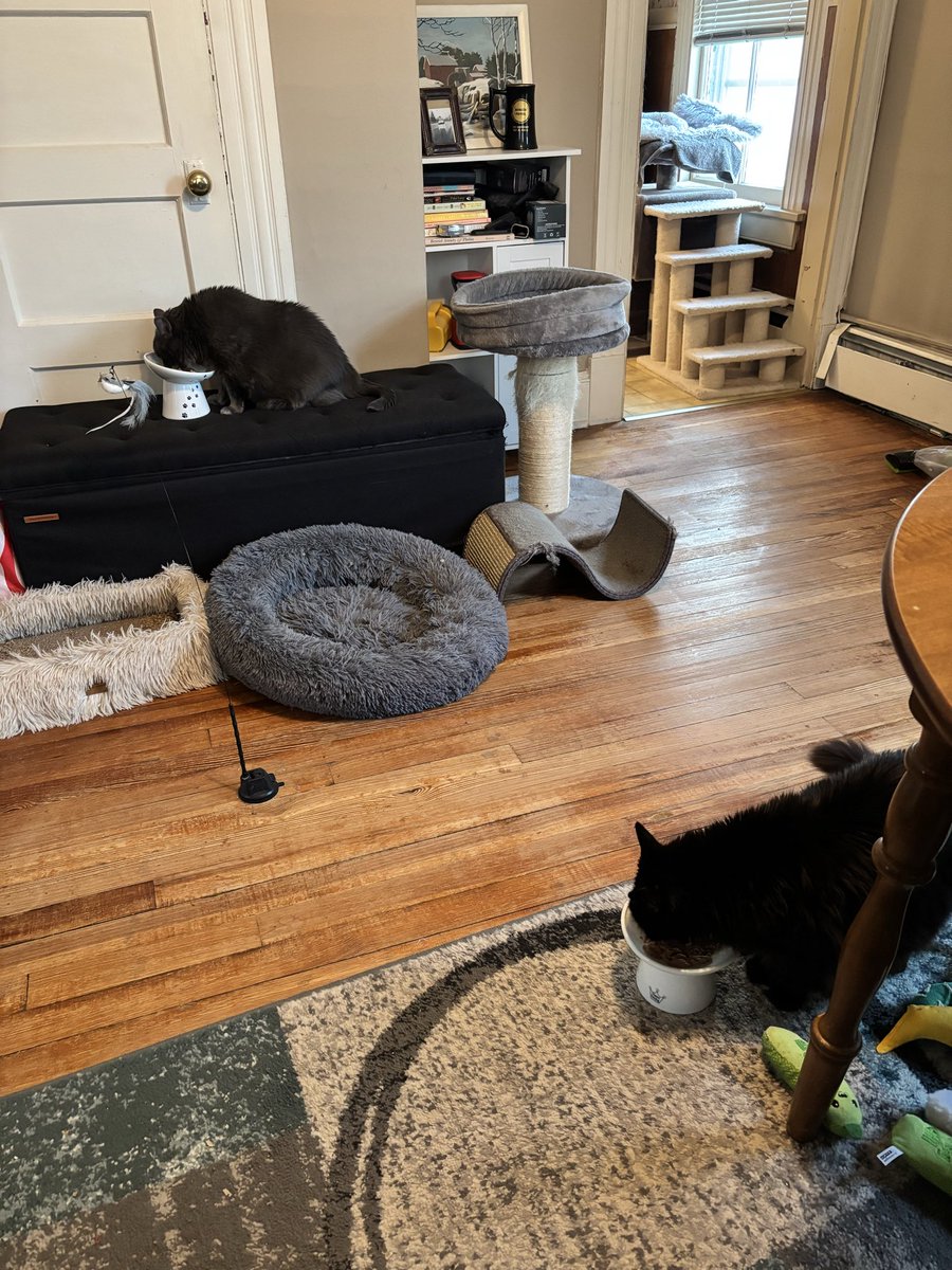 Elizabeth Bramon tweet media