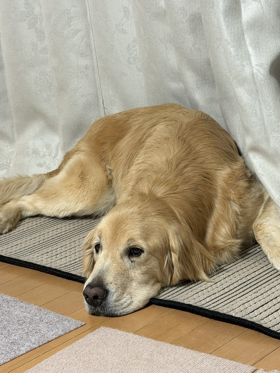 tnrocomoco's tweet image. この体勢から横寝になると本格的な熟睡😴💤
#goldenretriever
#ゴールデンレトリバー