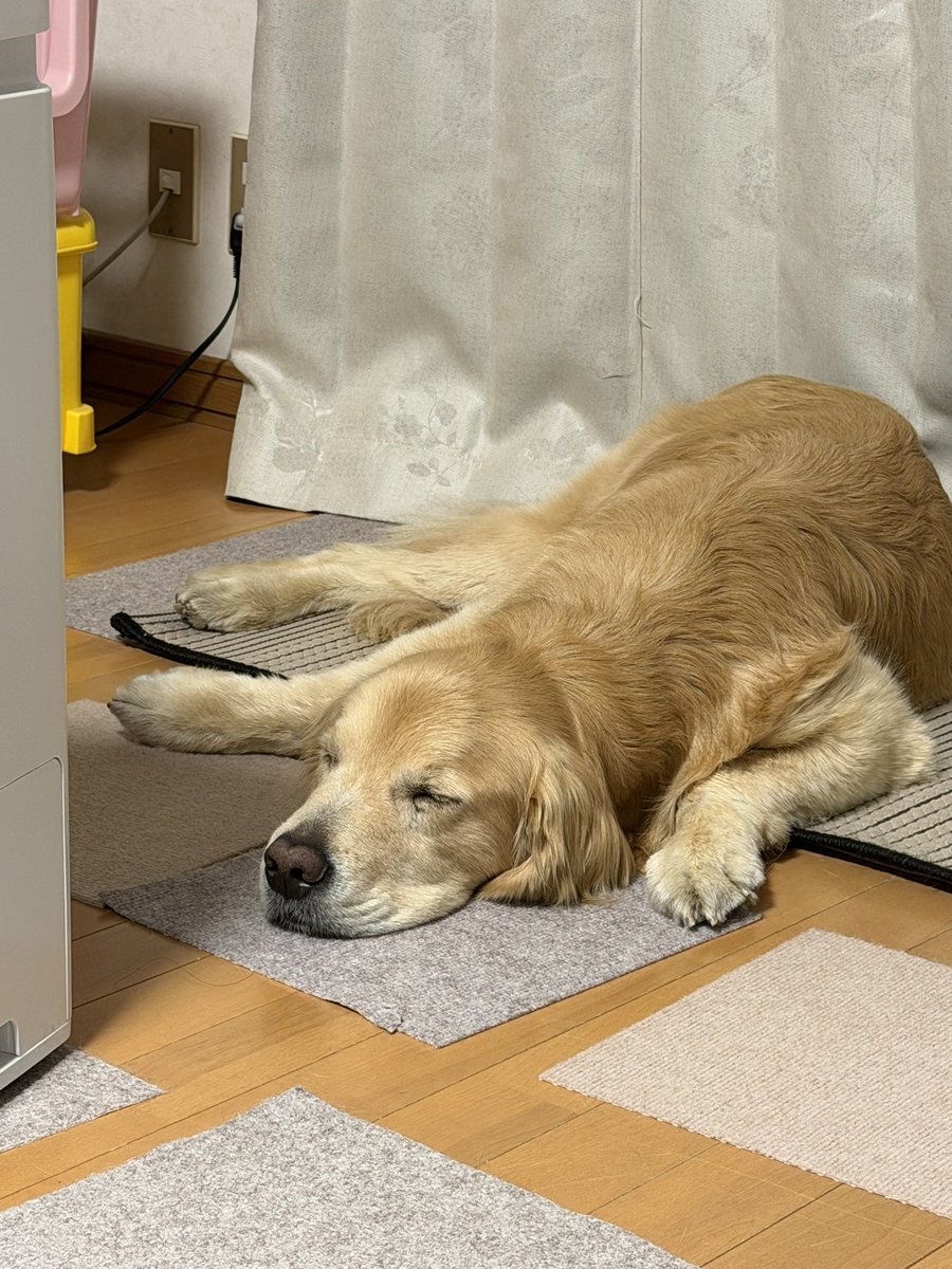 tnrocomoco's tweet image. この体勢から横寝になると本格的な熟睡😴💤
#goldenretriever
#ゴールデンレトリバー
