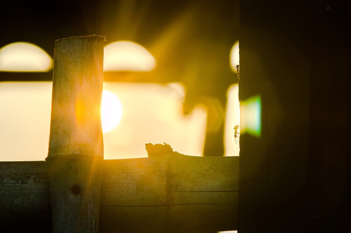 Victoria Carpenter tweet media