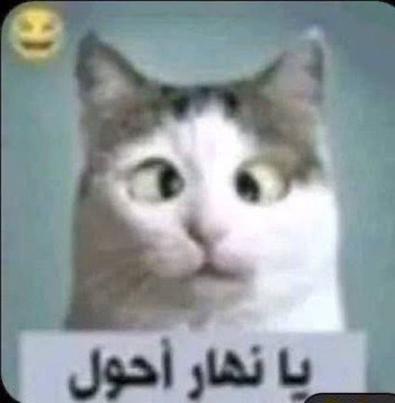 ابو اصىيل| الاحتياطي tweet media