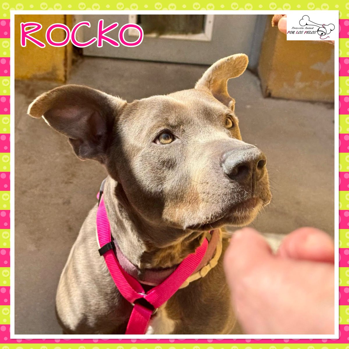 𝐏𝐎𝐑 𝐋𝐎𝐒 𝐏𝐄𝐋𝐎𝐒 tweet media