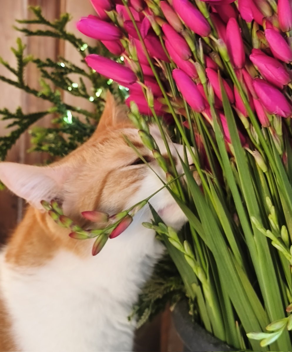 🌸 Kaori Loves Boba 🧋 tweet media